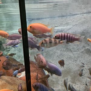 Various Malawi cichlids in Dwarf croc enclosure