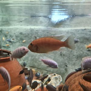 Various Malawi cichlids in Dwarf croc enclosure