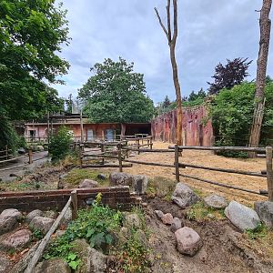 Ancient city - Bactrian camel