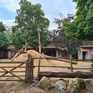 Ancient city - Bactrian camel