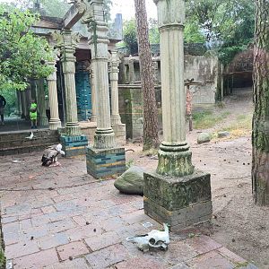 Griffon vulture enclosure in King Darius's palace