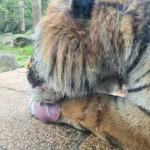 King Darius's palace - Siberian tiger