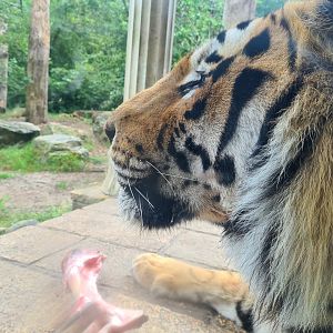 King Darius's palace - Siberian tiger