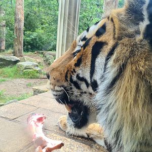 King Darius's palace - Siberian tiger