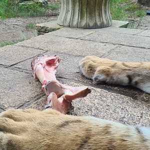 King Darius's palace - Tiger's lunch