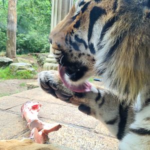 King Darius's palace - Siberian tiger