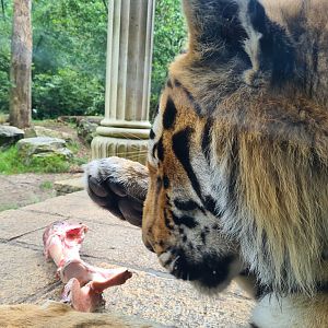 King Darius's palace - Siberian tiger