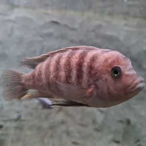 Malawi cichlid ID