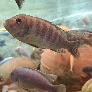 Malawi cichlid ID