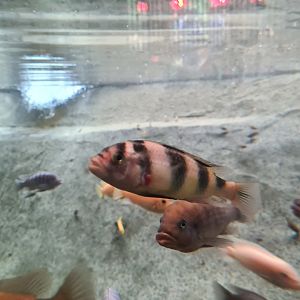 Malawi cichlid ID