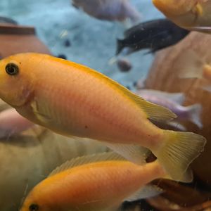 Malawi cichlid ID
