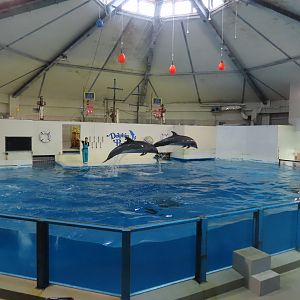 Dolphin show
