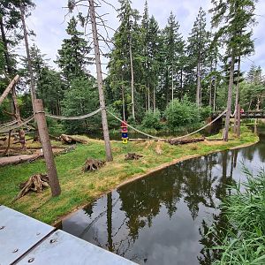 Ring-tailed lemur island