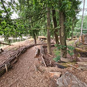 Ring-tailed lemur island