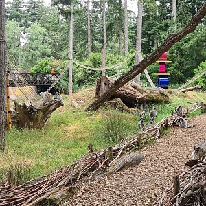 Ring-tailed lemur island