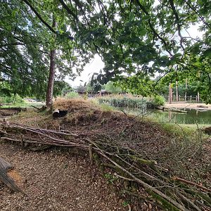 Ring-tailed lemur island