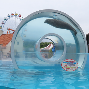 Seal doughnut spin thing