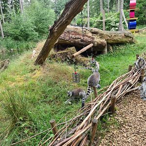 Ring-tailed lemurs