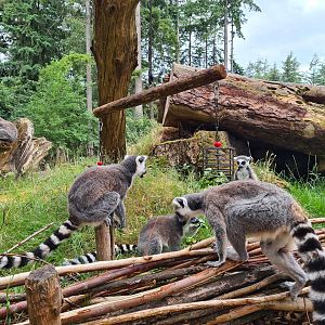 Ring-tailed lemurs