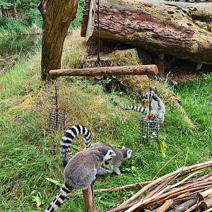 Ring-tailed lemurs
