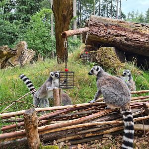 Ring-tailed lemurs