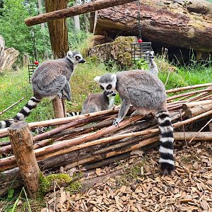 Ring-tailed lemurs