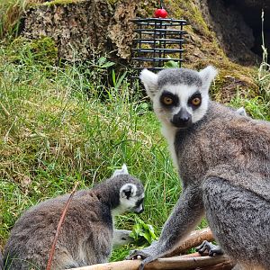 Ring-tailed lemurs