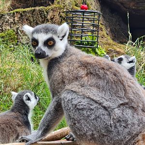 Ring-tailed lemur