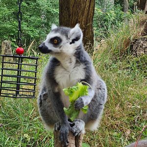 Ring-tailed lemur