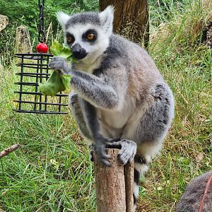Ring-tailed lemur