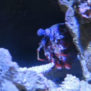 Mantis shrimp