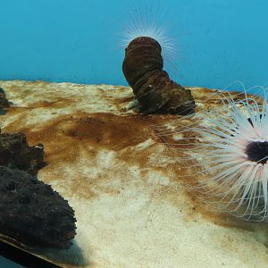 Stonefish+anemone