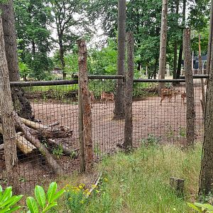 Impala in Savannah enclosure