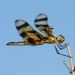 Halloween Pennant (Celithemis eponina)