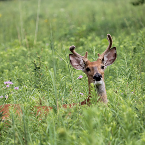 White-tailed Deer (Odocoileus virginianus)