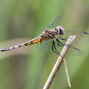 Blue Dasher (Pachydiplax longipennis)