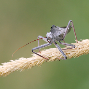 North American Wheel Bug (Arilus cristatus)