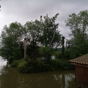 Northern white cheeked gibbon island