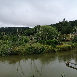 Brown spider monkey island