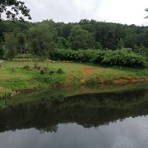 Pygmy hippo and kirk dikdik exhibit