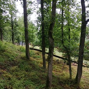 Southern pudu exhibit