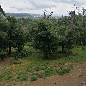 Second dholes exhibit