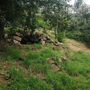 First dholes exhibit