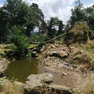 European wolverine exhibit