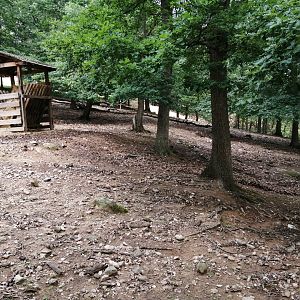 Chinese goral exhibit