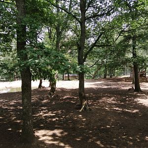White-lipped deer and Himalayan tahr exhibit