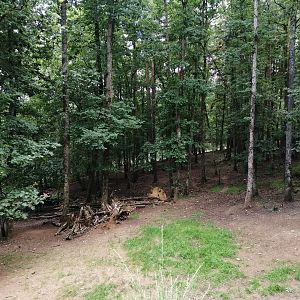 Mackenzie wolves exhibit