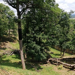 Amur leopard exhibit