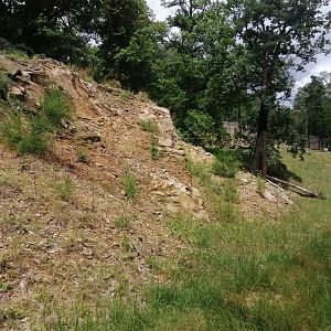 Amur leopard exhibit