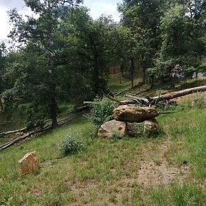 Amur leopard exhibit